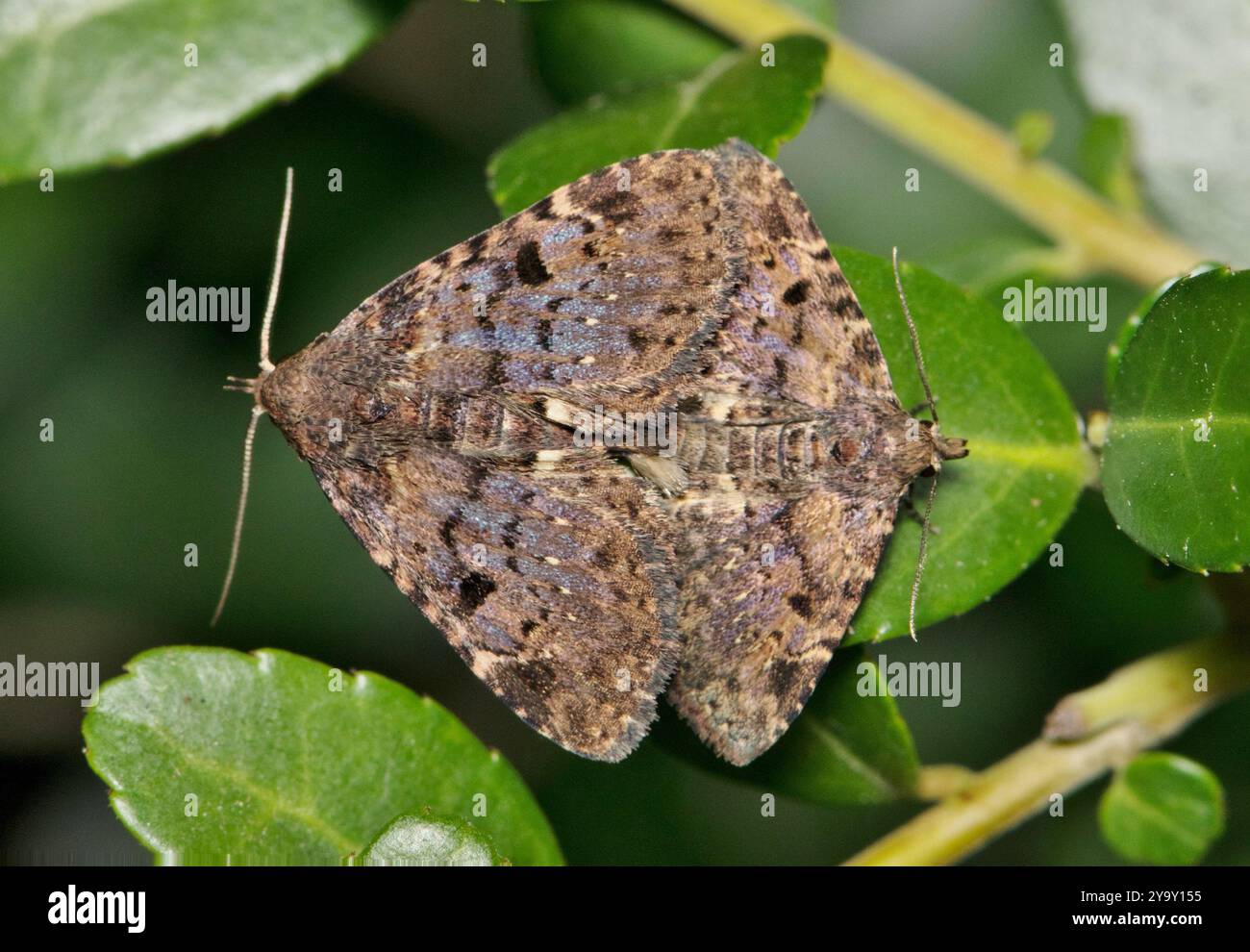 Le falene fungo a quattro macchie che uniscono insetti natura Metalectra quadrisignata. Foto Stock
