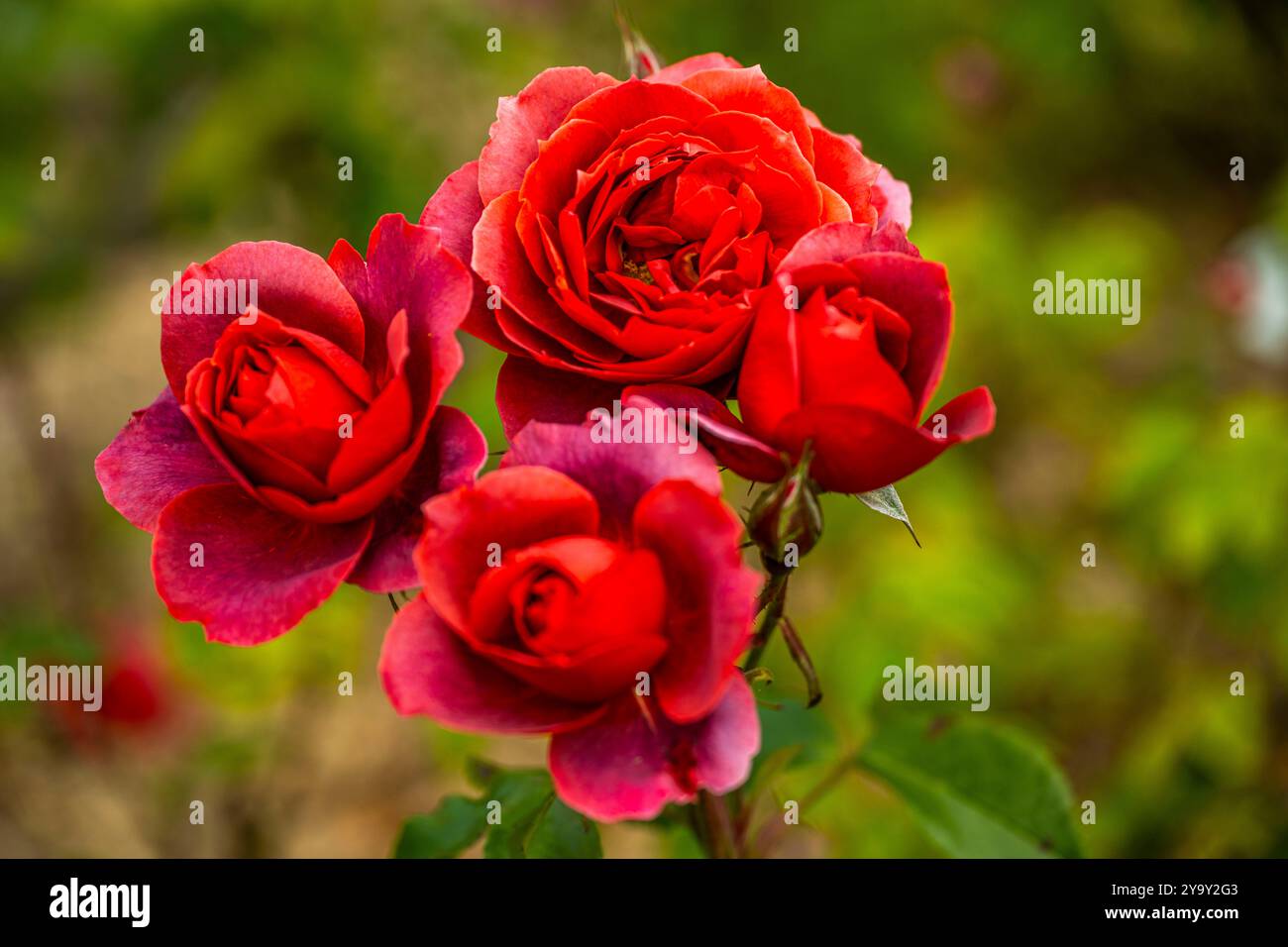 Francia, somme, Rambures, il castello e il giardino Foto Stock