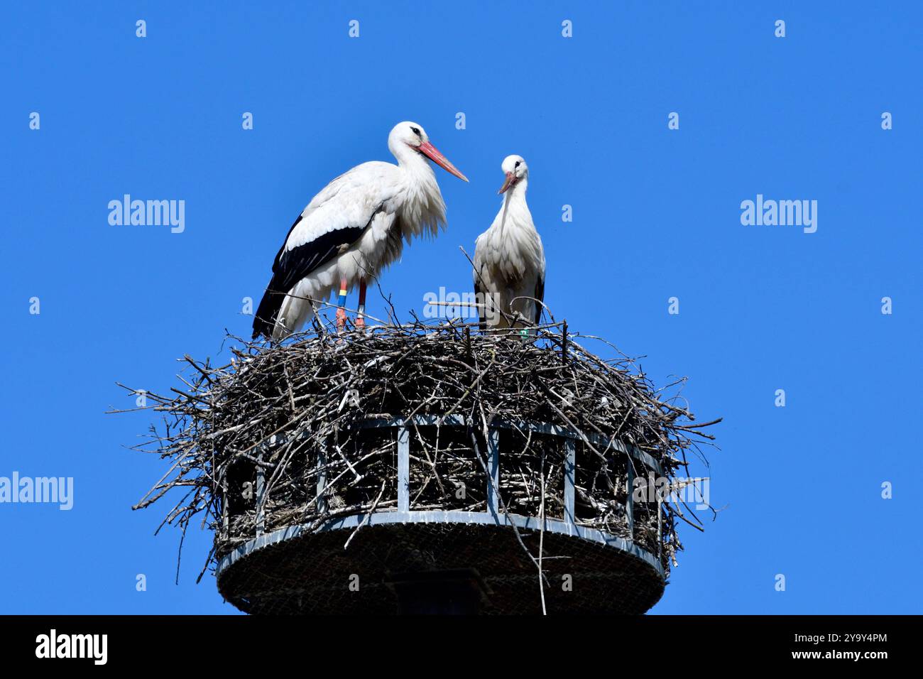 Francia, Doubs, fauna, uccello, cicogna bianca (Ciconia ciconia), nido installato su un albero a cesto convertito Foto Stock