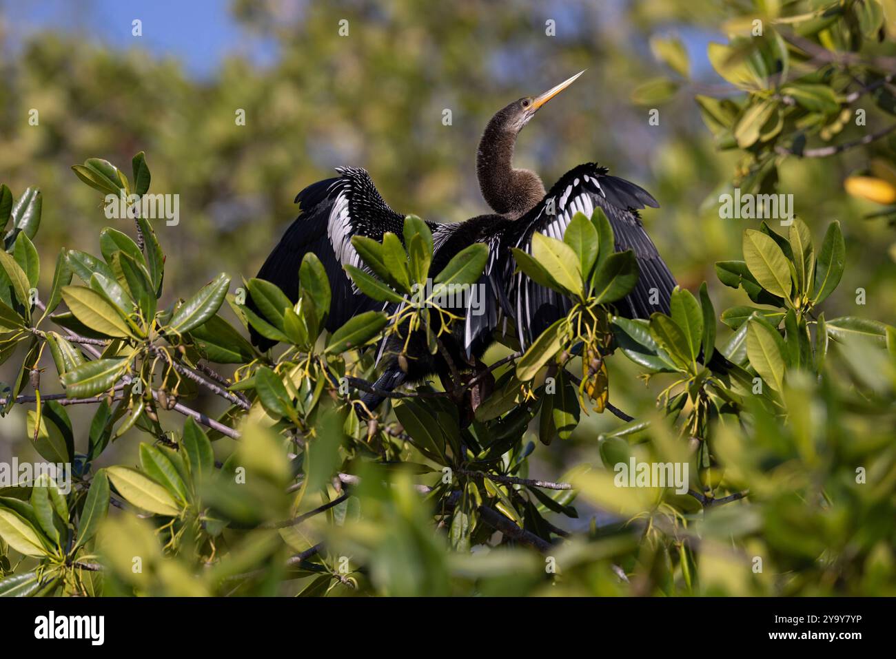 Cuba provincia di Cienfuegos Cienfuegos, la riserva di Laguna de Guanaroca, snake bird, anhinga (Anhinga anhinga) Foto Stock