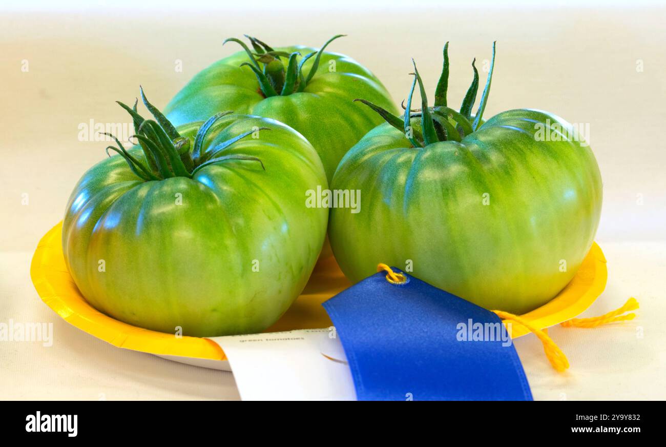 Pomodori verdi, fiera dello stato dell'Oregon, Marion County, Oregon Foto Stock
