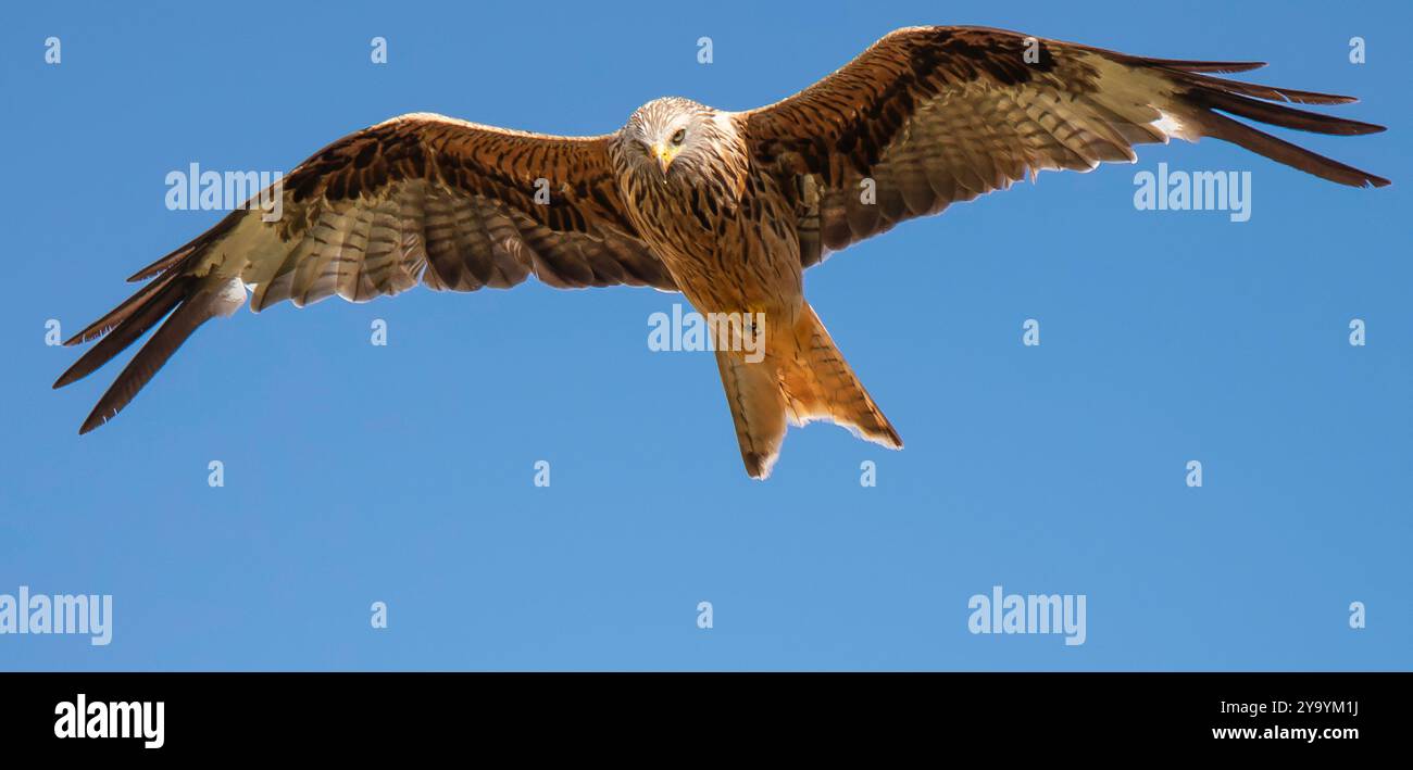 Un maestoso aquilone rosso che svetta in un cielo blu che mostra la sua impressionante apertura alare e il caratteristico piumaggio. Foto Stock