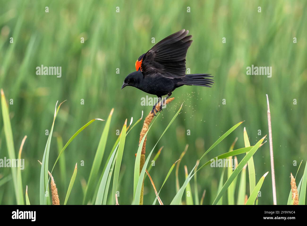 Un uccello nero dalle alette rosse atterra su una lattaglia, disinserendo i semi di polline nell'aria. Foto Stock