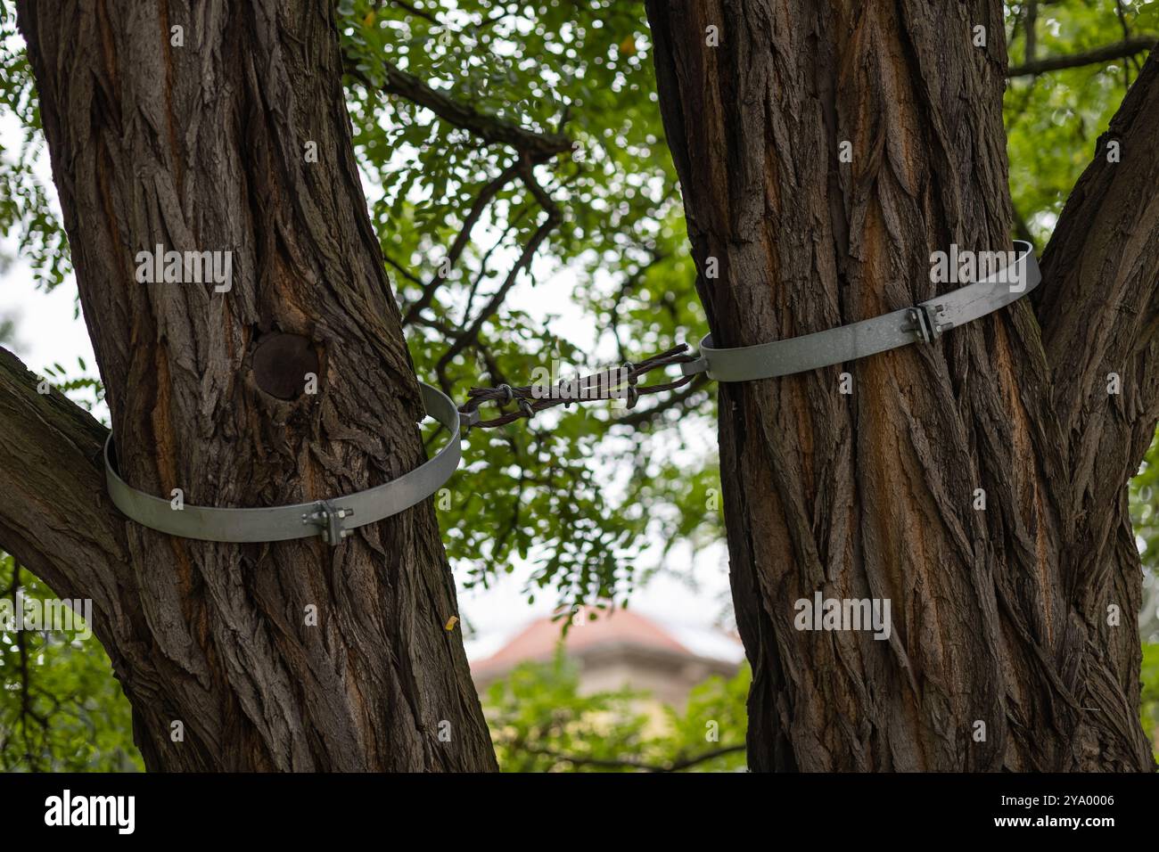 Supporti metallici che collegano due alberi in un parco con fogliame verde. Concetto di conservazione ambientale, protezione degli alberi e architettura paesaggistica urbana Foto Stock