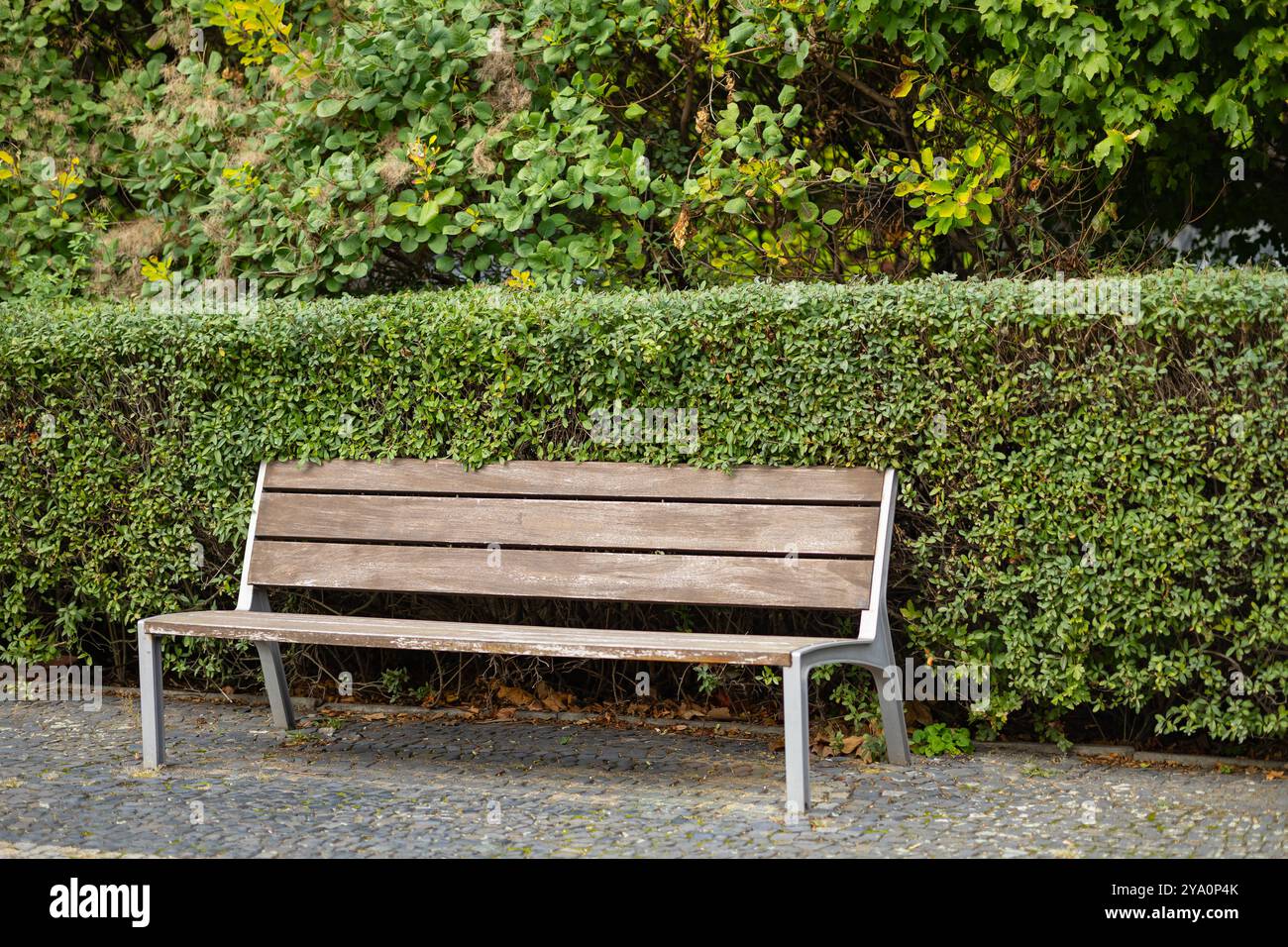 Panca in legno vuota con struttura in metallo vicino alla siepe verde in un parco tranquillo nelle giornate di sole. Concetto di relax, posti a sedere all'aperto e natura Foto Stock