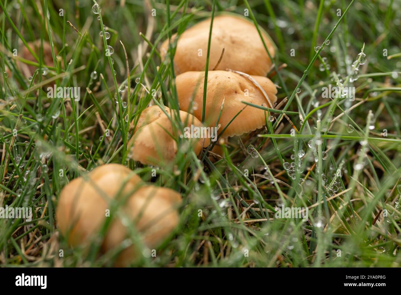Primo piano di piccoli funghi che crescono tra l'erba coperta di rugiada alla luce del mattino presto. Concetto di ecosistema naturale, funghi selvatici e fresca natura autunnale Foto Stock