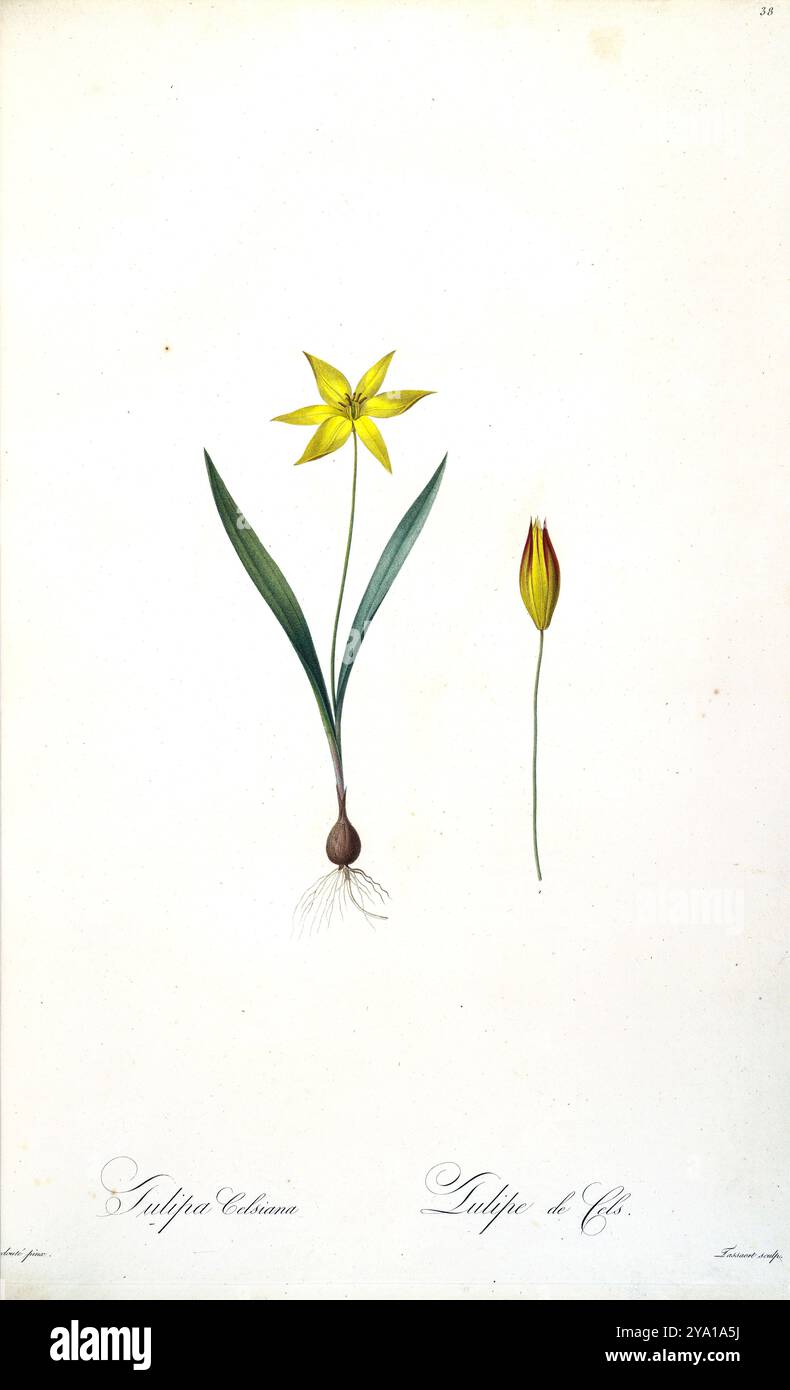 Tulipa celsiana. Illustrazione da Les Liliacees di Pierre-Joseph Redoute. Prodotto sotto il patrocinio di Josephine Bonaparte, imperatrice di Francia, Les Liliacees di Redoute conteneva 503 lastre che descrivevano le varie specie di piante della famiglia dei gigli. Prodotte nel 1802-1816, le lastre sono tratte dalla vasta collezione di piante dell'imperatrice Giuseppina nei suoi giardini a Malmaison, dove Redoute lavorò come artista botanico. Questo folio è spesso considerato il capolavoro di Redoute a causa della portata, della portata e della qualità del suo contenuto. Foto Stock