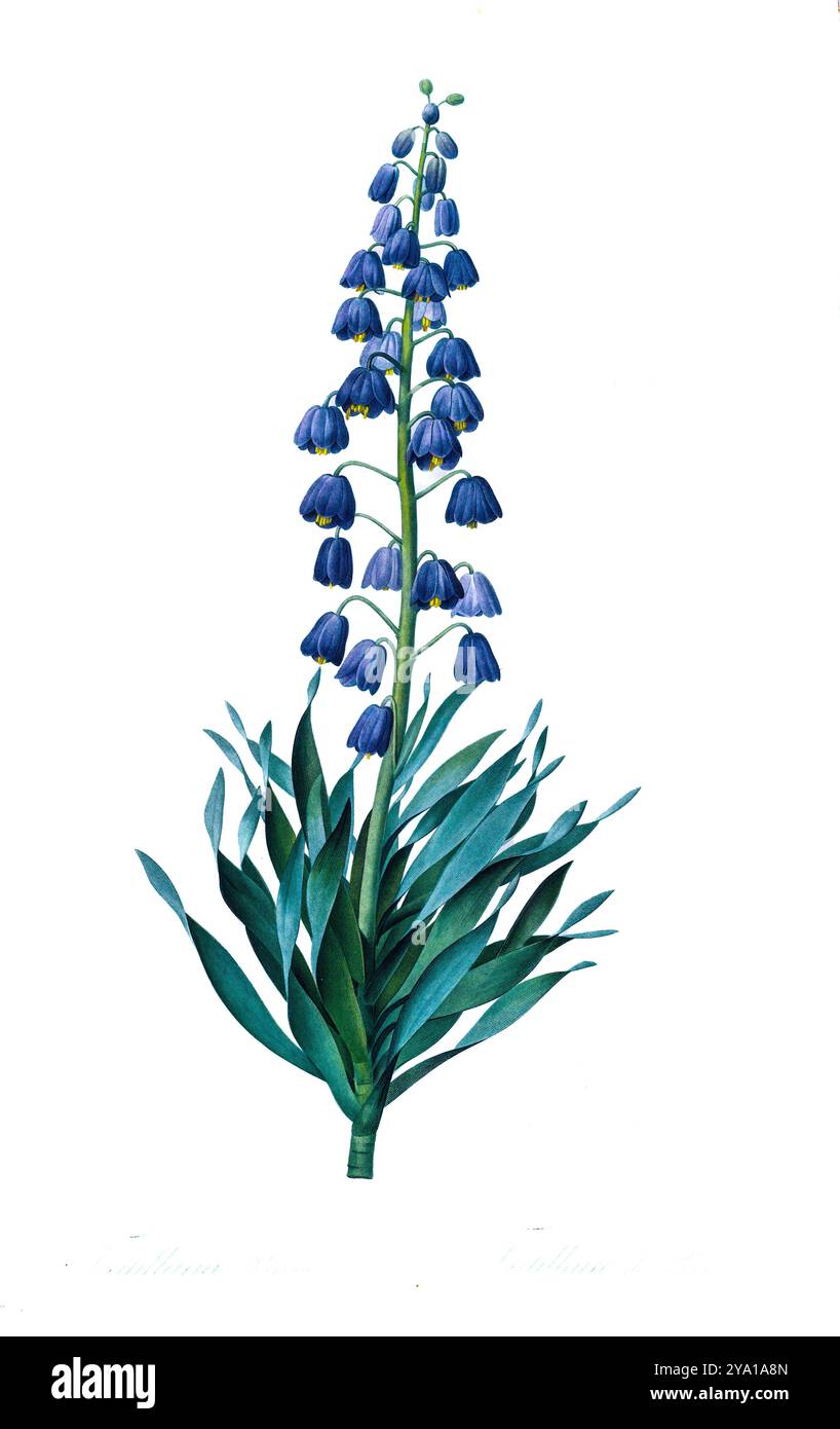 Giglio persiano (Fritillaria persica). Illustrazione da Les Liliacees di Pierre-Joseph Redoute. Prodotto sotto il patrocinio di Josephine Bonaparte, imperatrice di Francia, Les Liliacees di Redoute conteneva 503 lastre che descrivevano le varie specie di piante della famiglia dei gigli. Prodotte nel 1802-1816, le lastre sono tratte dalla vasta collezione di piante dell'imperatrice Giuseppina nei suoi giardini a Malmaison, dove Redoute lavorò come artista botanico. Questo folio è spesso considerato il capolavoro di Redoute a causa della portata, della portata e della qualità del suo contenuto. Foto Stock