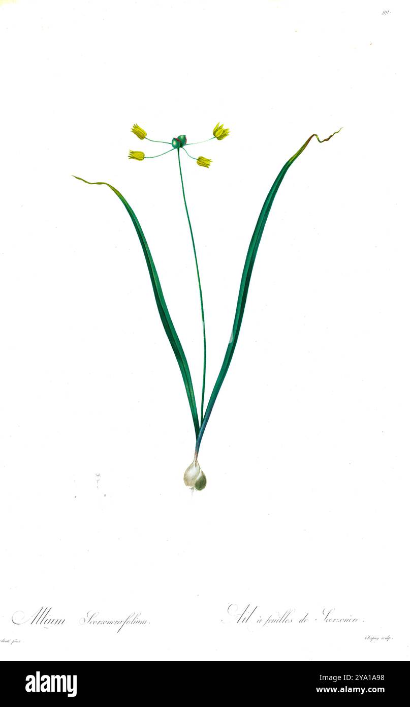 Cipolla selvatica (Allium scorzonerifolium). Prodotto sotto il patrocinio di Josephine Bonaparte, imperatrice di Francia, Les Liliacees di Redoute conteneva 503 lastre che descrivevano le varie specie di piante della famiglia dei gigli. Prodotte nel 1802-1816, le lastre sono tratte dalla vasta collezione di piante dell'imperatrice Giuseppina nei suoi giardini a Malmaison, dove Redoute lavorò come artista botanico. Questo folio è spesso considerato il capolavoro di Redoute a causa della portata, della portata e della qualità del suo contenuto. Foto Stock