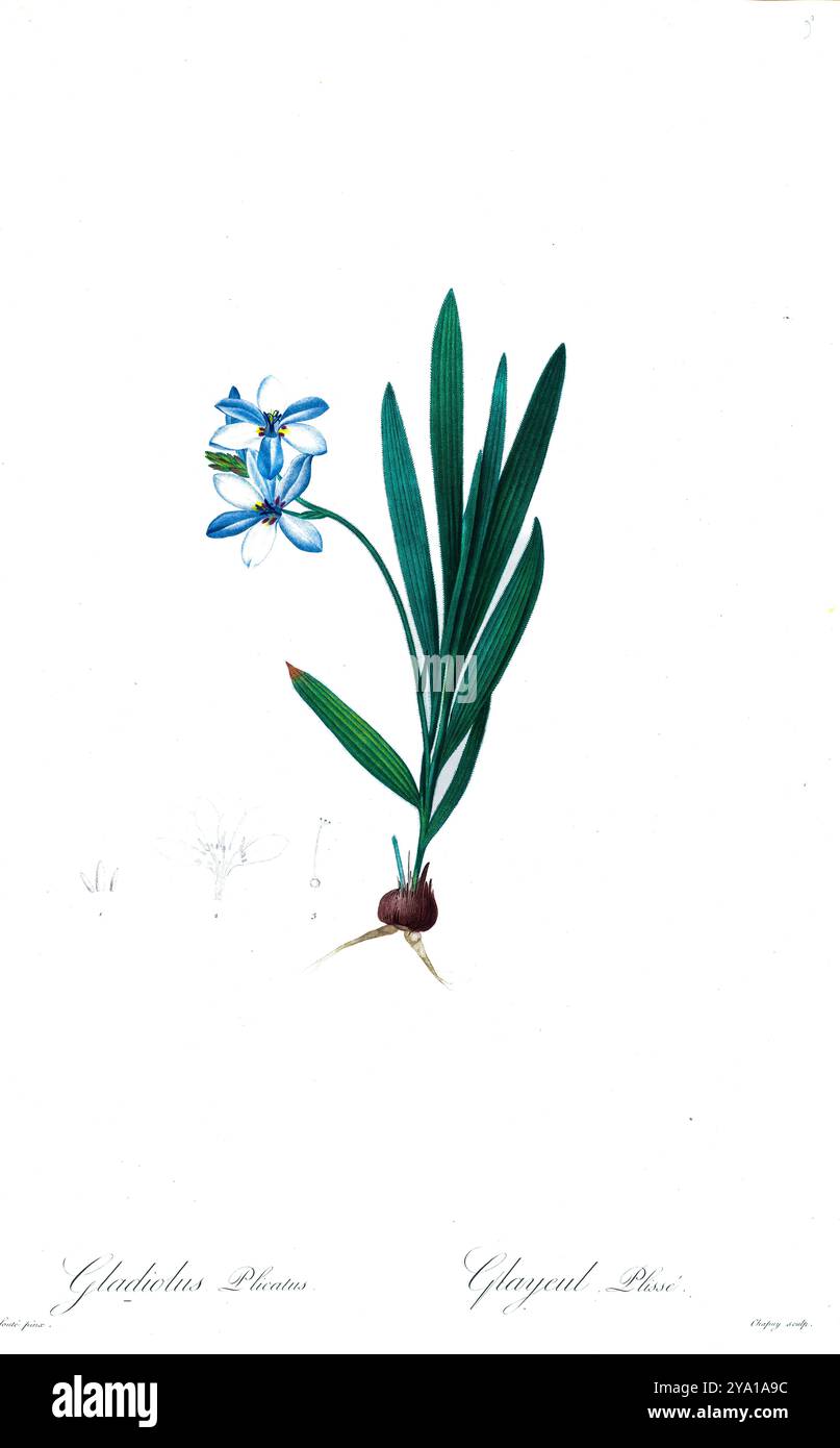 Gladiolus plicatus. Illustrazione da Les Liliacees di Pierre-Joseph Redoute. Prodotto sotto il patrocinio di Josephine Bonaparte, imperatrice di Francia, Les Liliacees di Redoute conteneva 503 lastre che descrivevano le varie specie di piante della famiglia dei gigli. Prodotte nel 1802-1816, le lastre sono tratte dalla vasta collezione di piante dell'imperatrice Giuseppina nei suoi giardini a Malmaison, dove Redoute lavorò come artista botanico. Questo folio è spesso considerato il capolavoro di Redoute a causa della portata, della portata e della qualità del suo contenuto. Foto Stock