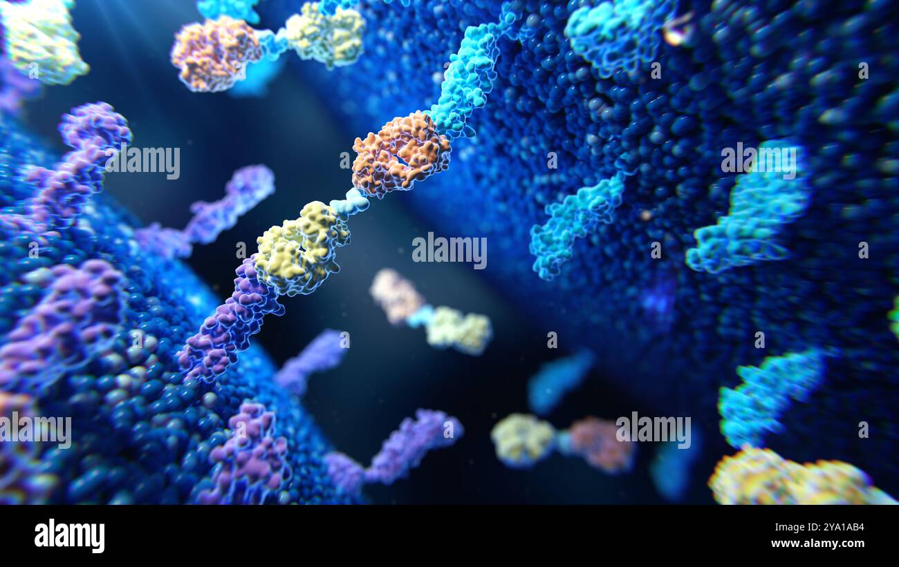 Illustrazione di una proteina bispecifica T Cell Engager (Bite) che si lega alle proteine della membrana su due membrane distinte. Il morso è una proteina ingegnerizzata costituita da una fusione di due frammenti variabili a catena singola (scFvs) provenienti da diversi anticorpi. Sono stati studiati come farmaci antitumorali attraverso il loro reclutamento di cellule T citotossiche contro le cellule tumorali. Foto Stock