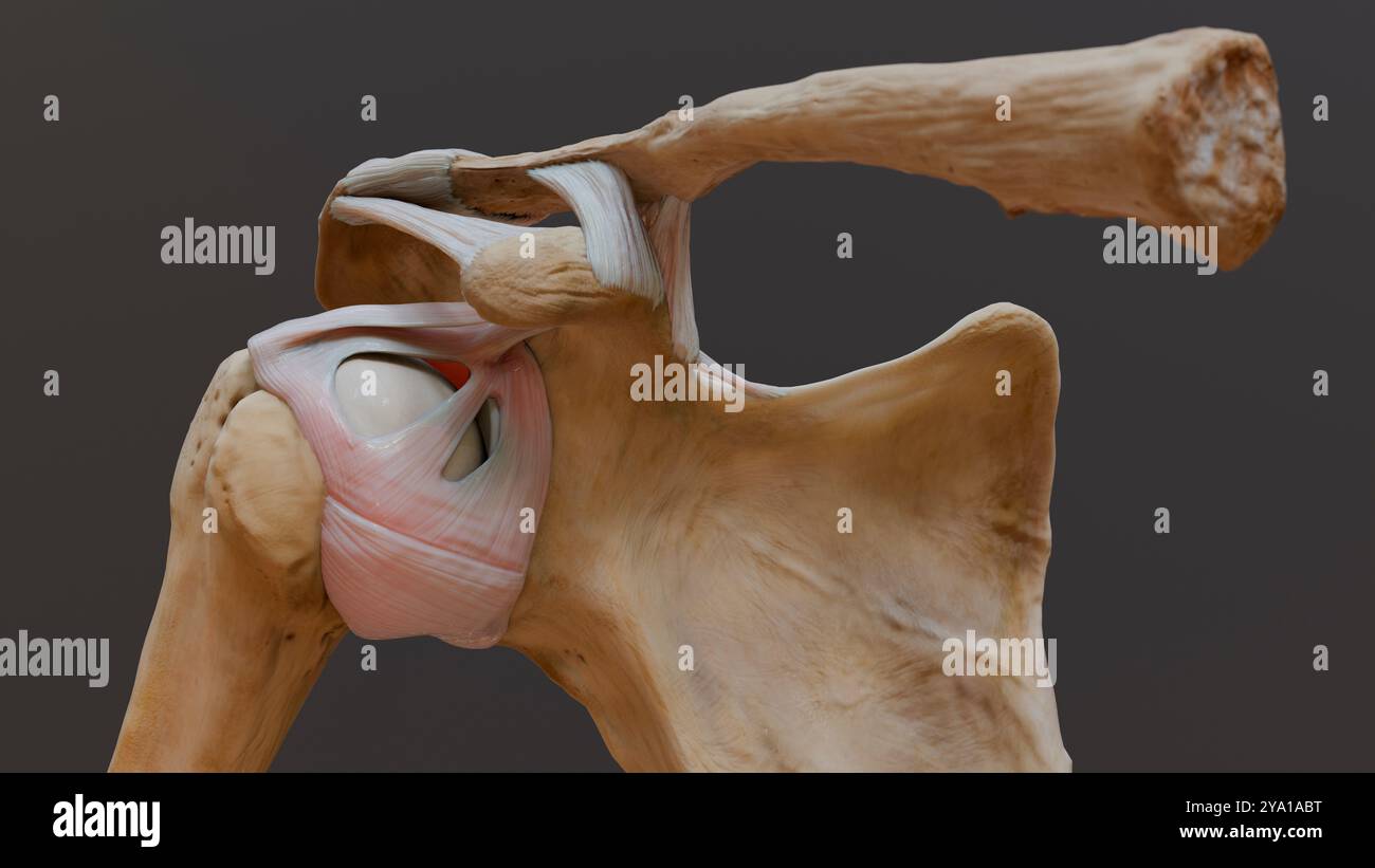 Illustrazione di una vista anteriore dell'articolazione glenohumerica, che mostra i legamenti della spalla e della capsula dell'articolazione. Foto Stock