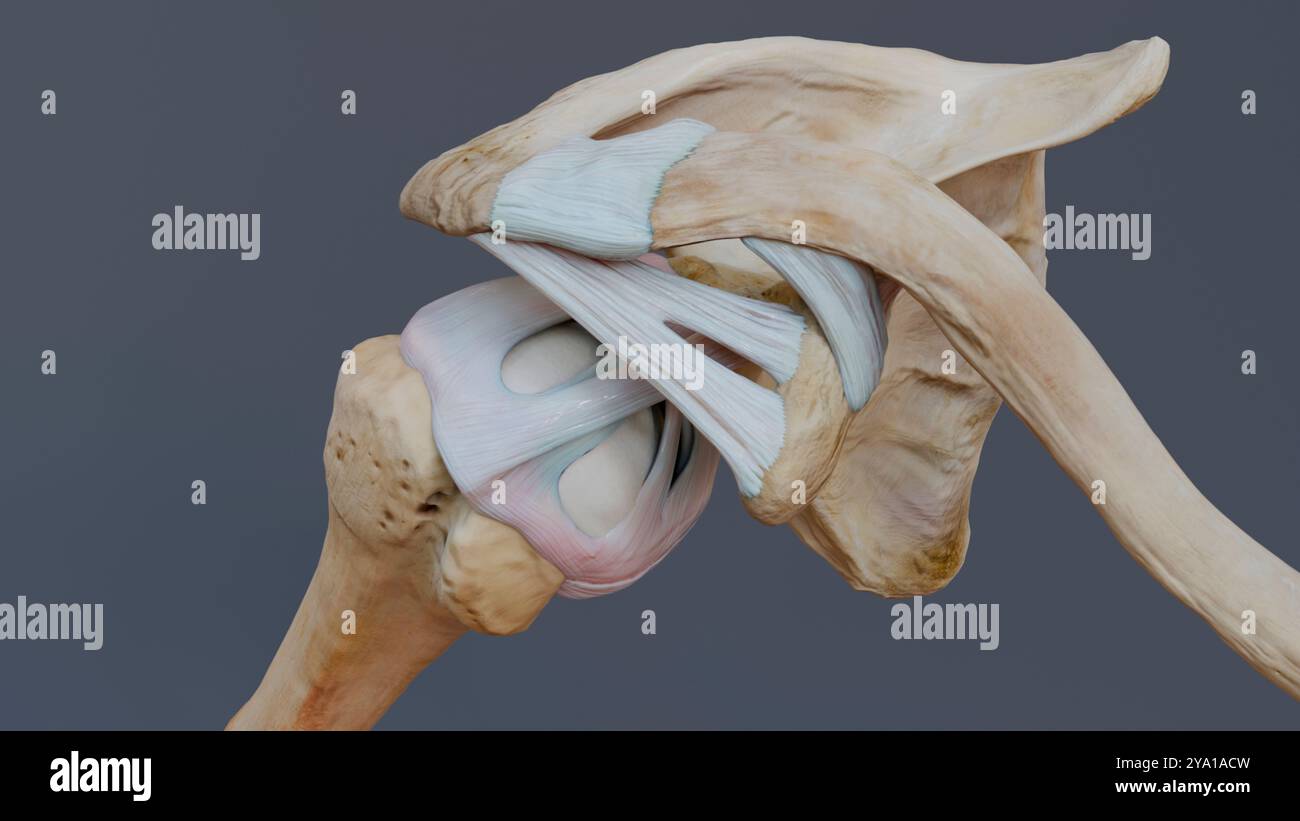 Illustrazione di una vista superiore dell'articolazione glenohumerica, che mostra i legamenti della spalla e della capsula dell'articolazione. Foto Stock