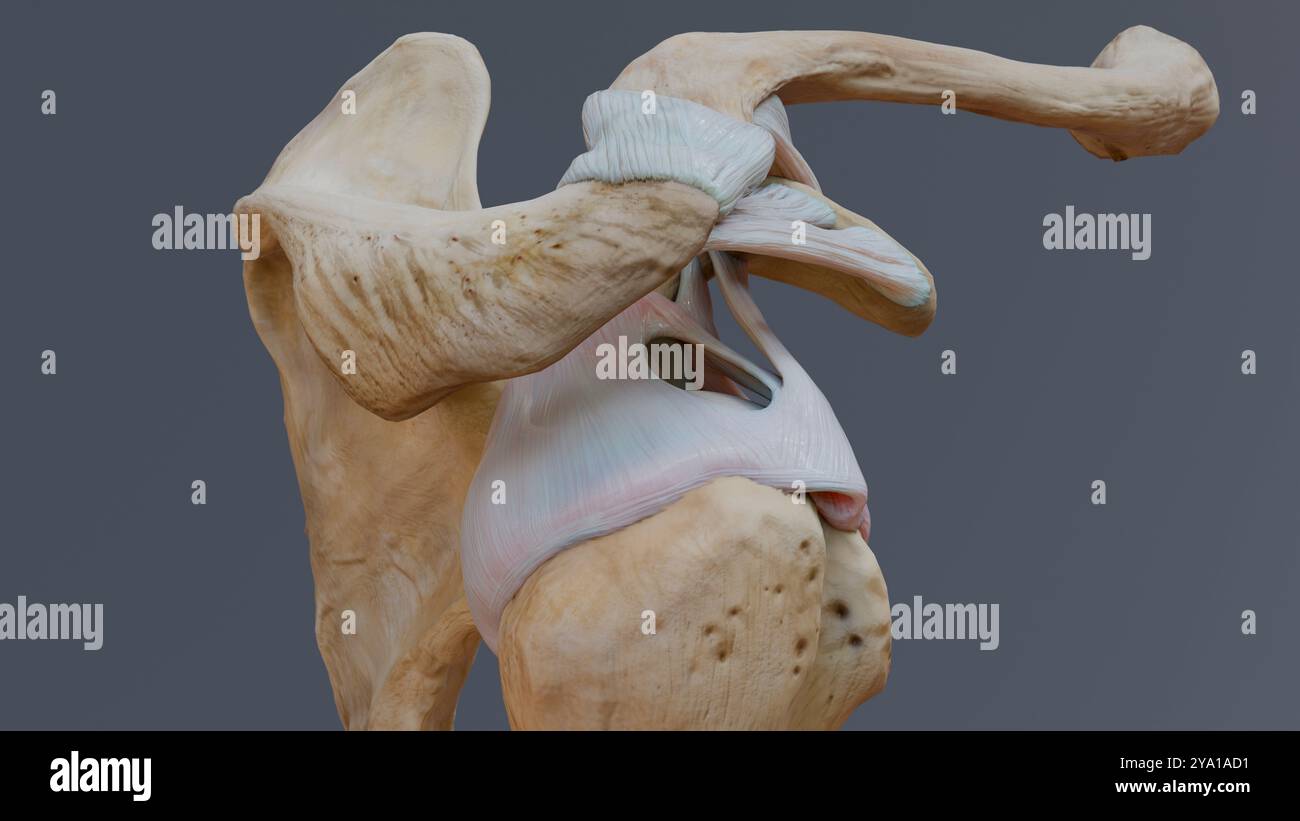 Illustrazione di una vista superiore dell'articolazione glenohumerica, che mostra i legamenti della spalla e della capsula dell'articolazione. Foto Stock