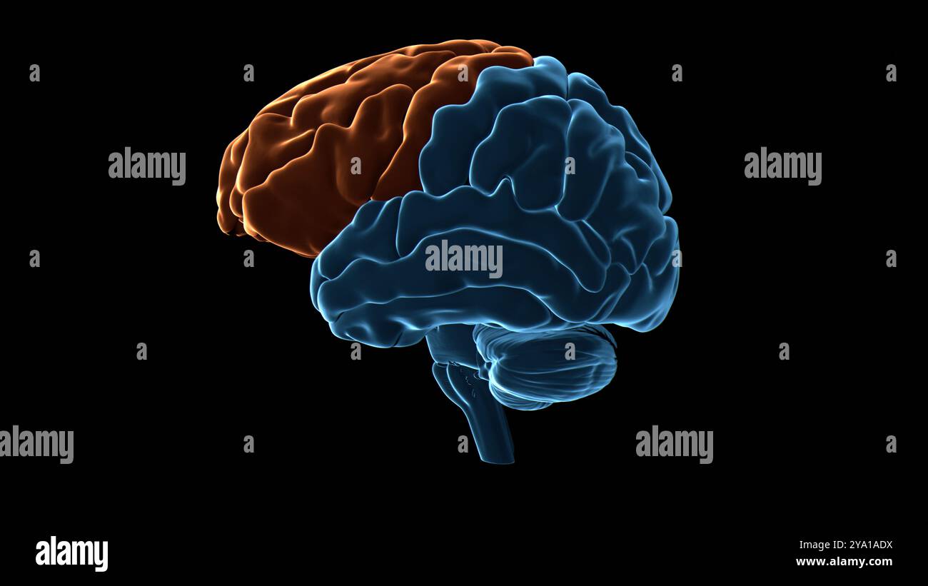 Illustrazione del lobo frontale (evidenziato in arancione) del cervello umano. Parti di quest'area sono responsabili di funzioni cognitive più elevate come il processo decisionale, l'espressione della personalità e la moderazione del comportamento sociale. Foto Stock