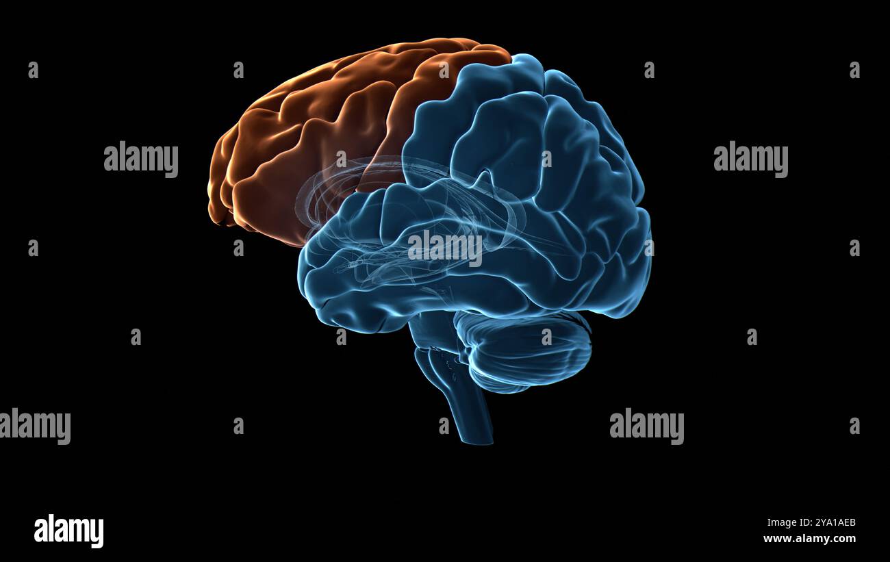 Illustrazione del lobo frontale (evidenziato in arancione) del cervello umano. Parti di quest'area sono responsabili di funzioni cognitive più elevate come il processo decisionale, l'espressione della personalità e la moderazione del comportamento sociale. Foto Stock