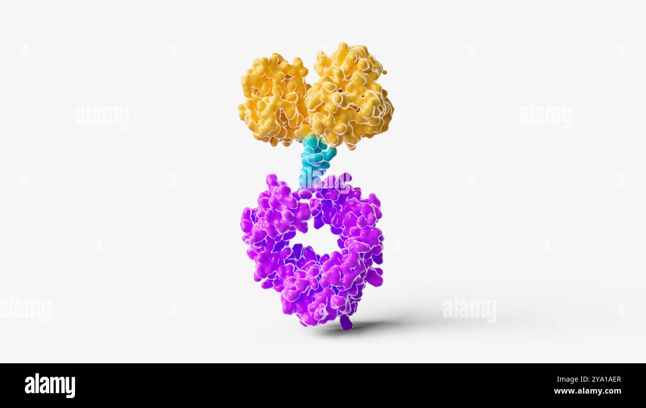 Illustrazione della struttura di una tipica proteina di fusione FC (frammento cristallizzabile) costituita da una regione FC anticorpo (viola), un linker (ciano) e una proteina di interesse (giallo). Le proteine di fusione FC anticorpo sono farmaci promettenti per il trattamento di varie malattie umane. Foto Stock