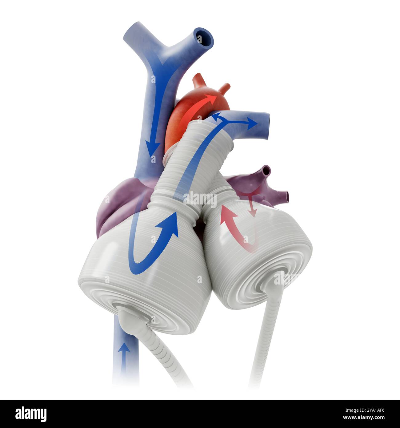 Illustrazione di un cuore artificiale moderno, un dispositivo biomedico all'avanguardia progettato per sostituire o supportare un cuore in difficoltà. Dispone di una rete di camere e valvole che imitano le funzioni cardiache naturali. Foto Stock