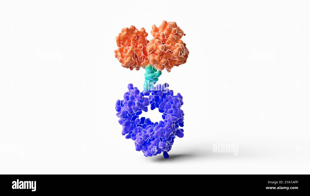 Illustrazione della struttura di una tipica proteina di fusione FC (frammento cristallizzabile) costituita da una regione FC anticorpo (viola), un linker (ciano) e una proteina di interesse (arancione). Le proteine di fusione FC anticorpo sono farmaci promettenti per il trattamento di varie malattie umane. Foto Stock