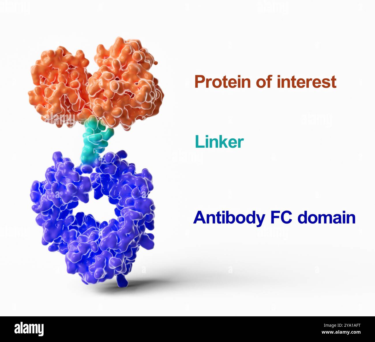Illustrazione della struttura di una tipica proteina di fusione FC (frammento cristallizzabile) dell'anticorpo costituita da una regione FC dell'anticorpo, un linker e una proteina di interesse. Le proteine di fusione FC anticorpo sono farmaci promettenti per il trattamento di varie malattie umane. Foto Stock