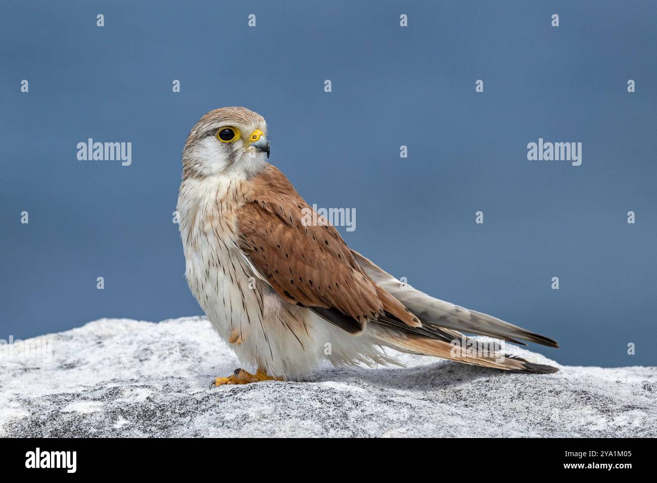 Nankeen o Kestrel australiano arroccato sul bordo della scogliera Foto Stock
