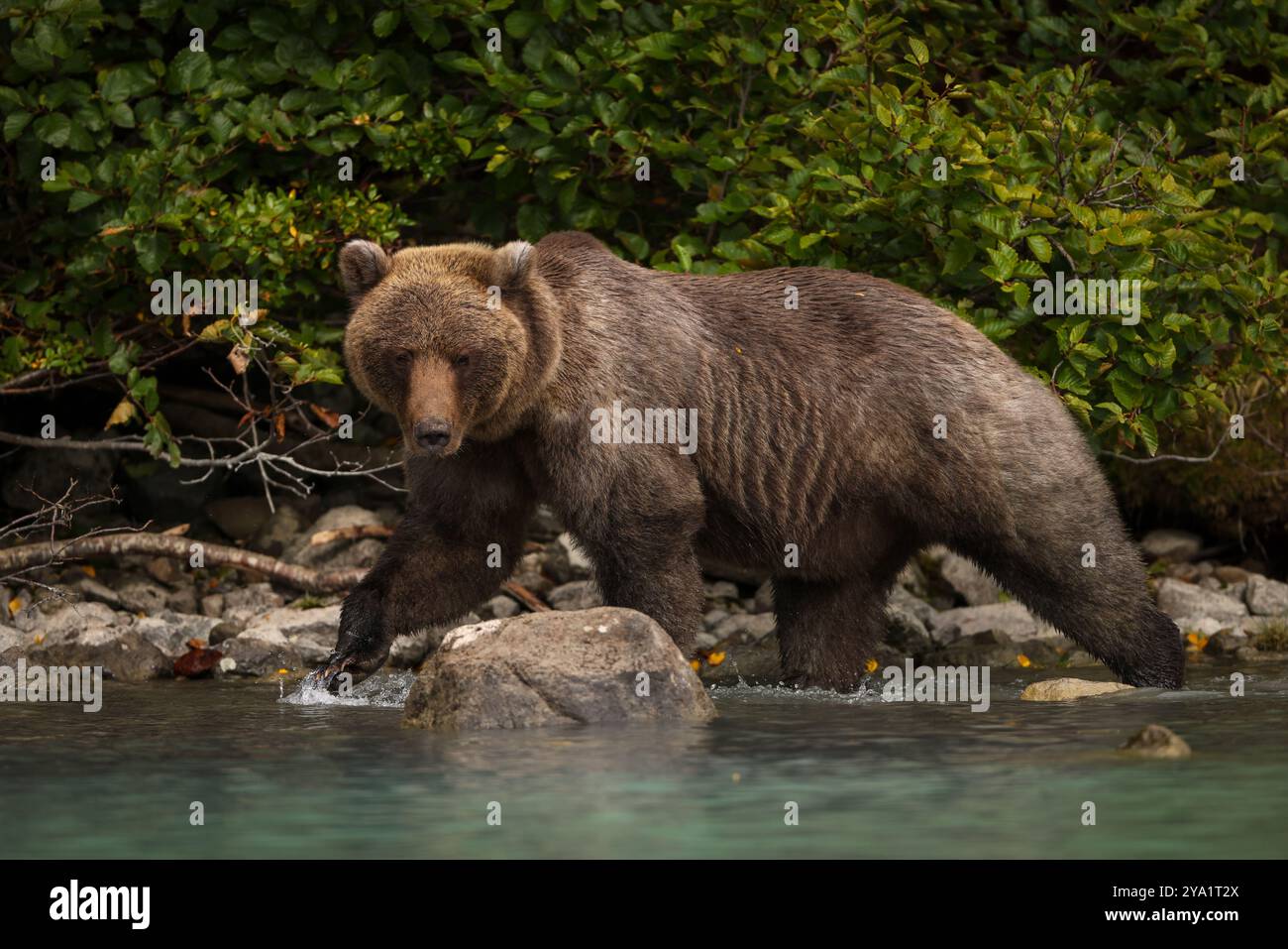 Grande orso bruno costiero che cammina lungo la riva del Lake Clark National Park Foto Stock