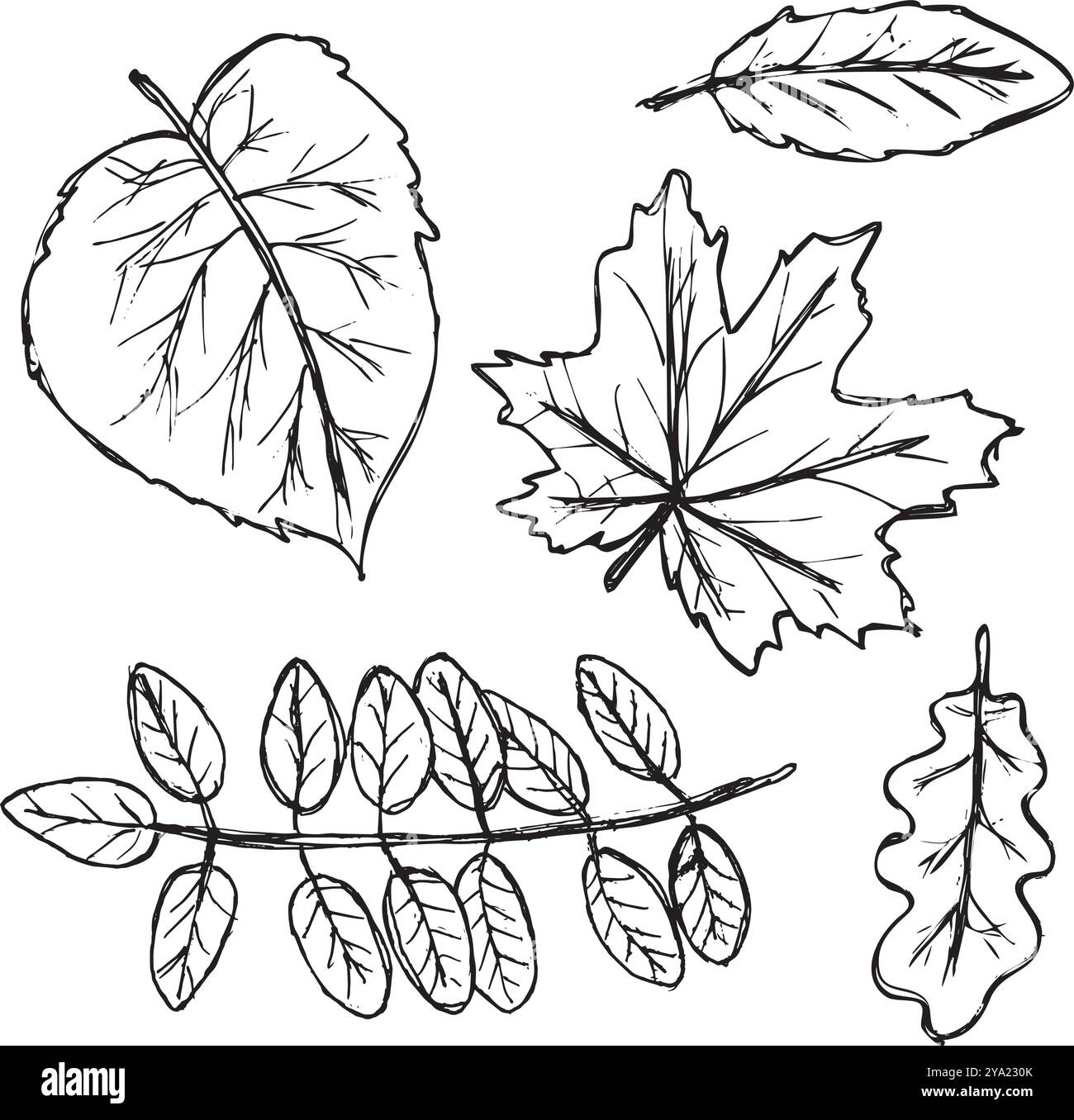 Contorni neri delle foglie d'autunno. Scarabocchi disegnati a mano su sfondo bianco. Illustrazione di motivi per stampa tessile, carta da imballaggio, carta da parati, colori Illustrazione Vettoriale