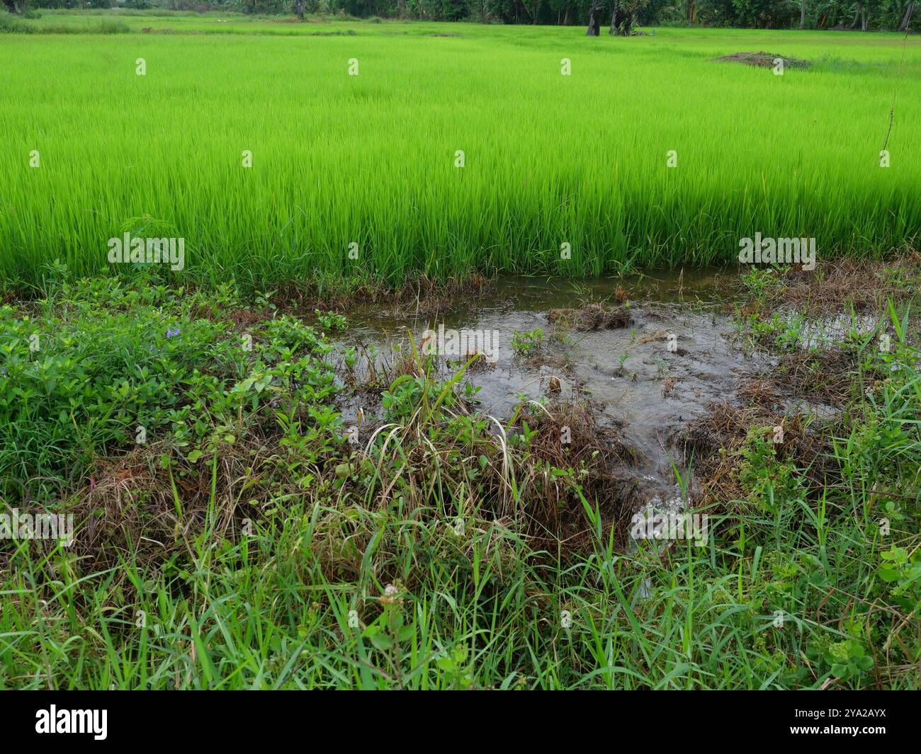 L'acqua che scorre al di fuori del campo verde, cereali raccolto con il risone orecchie, agricoltura in Thailandia Foto Stock