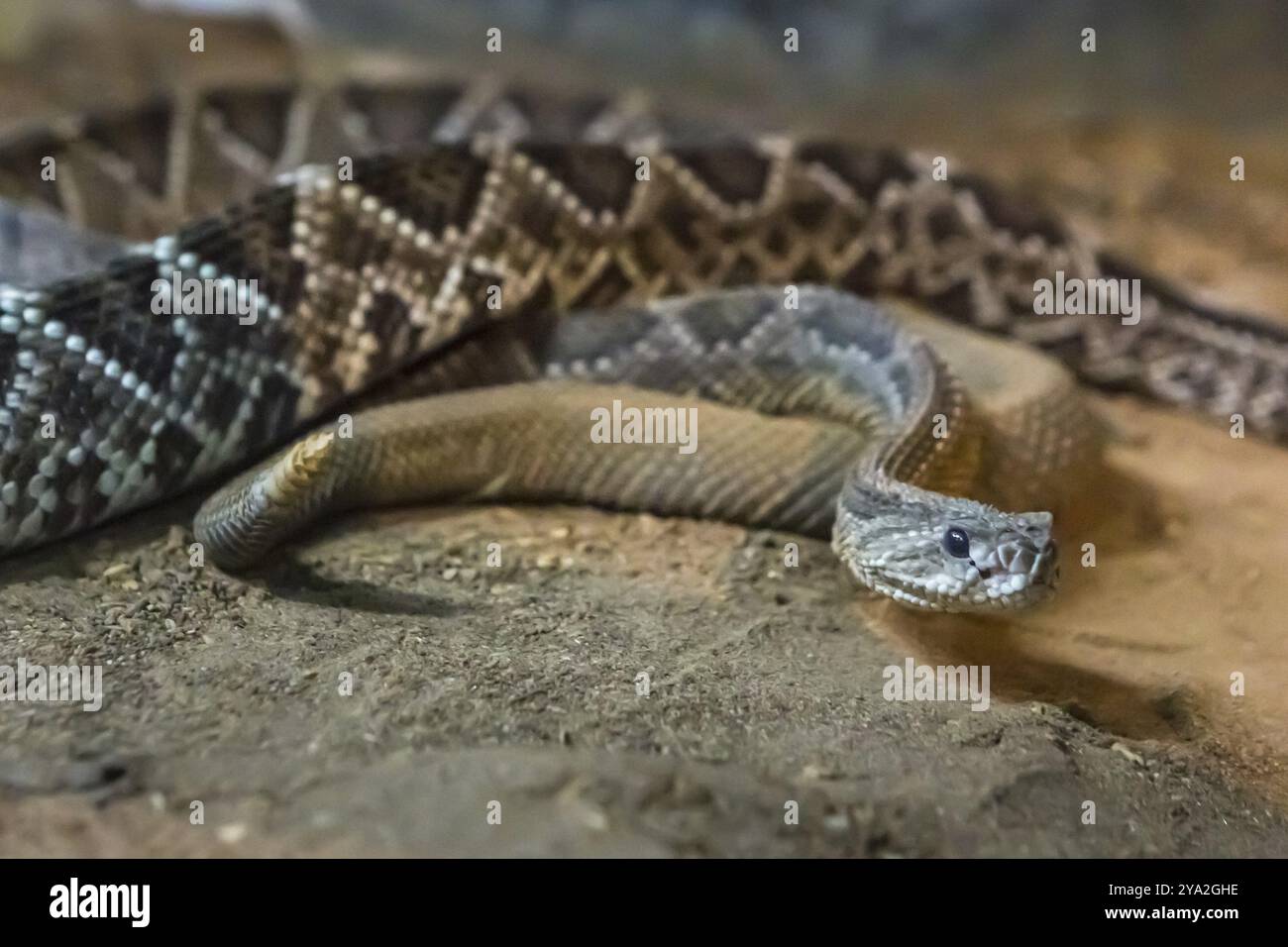 Rattlesnake, Crotalus atrox. WESTERN Diamondback. Serpente pericoloso Foto Stock