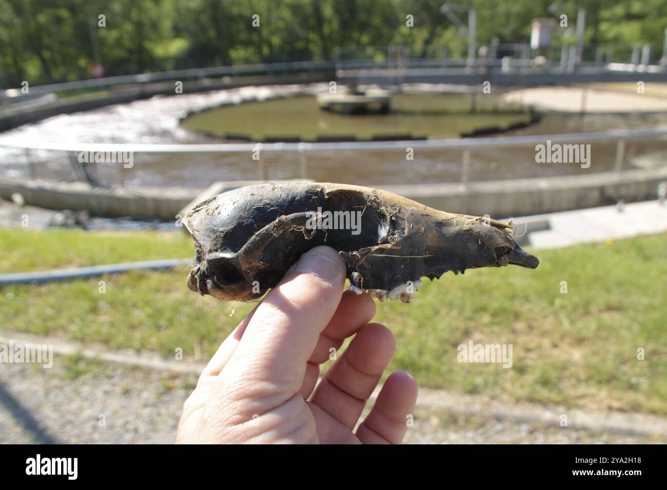 Scoperta di un osso in un bacino in un impianto di trattamento delle acque reflue Foto Stock