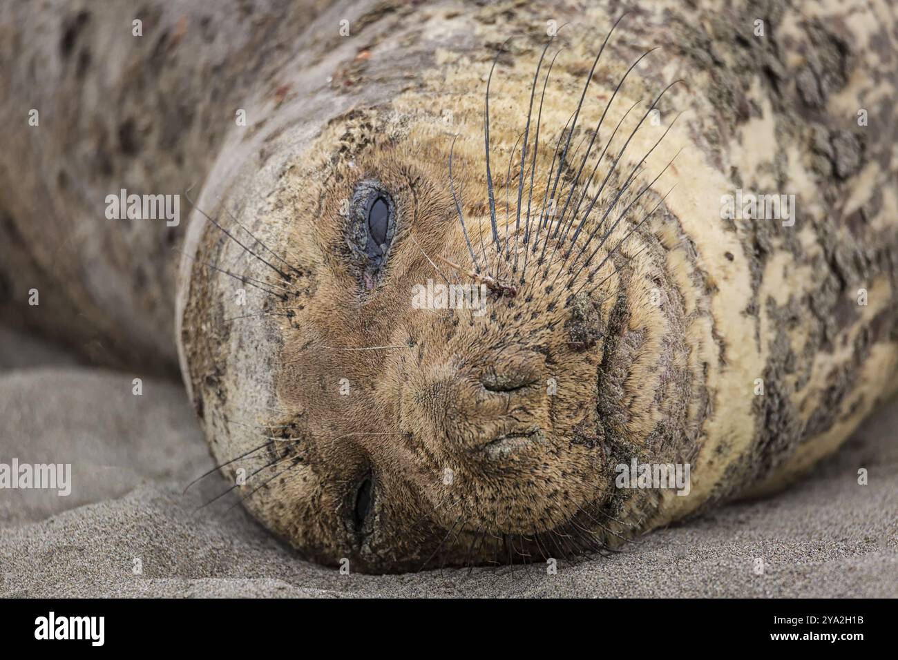 Una foca elefante del nord riposa su una spiaggia vicino a Trinidad, California. Immagine a colori Foto Stock