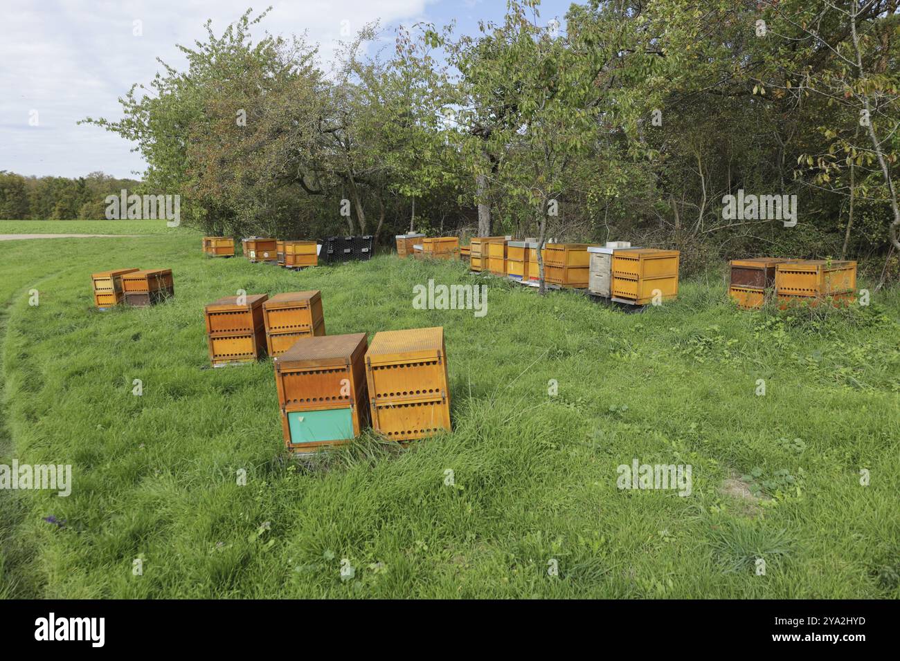 Alveari in un prato nell'Heckengaeu vicino a Weissach Foto Stock