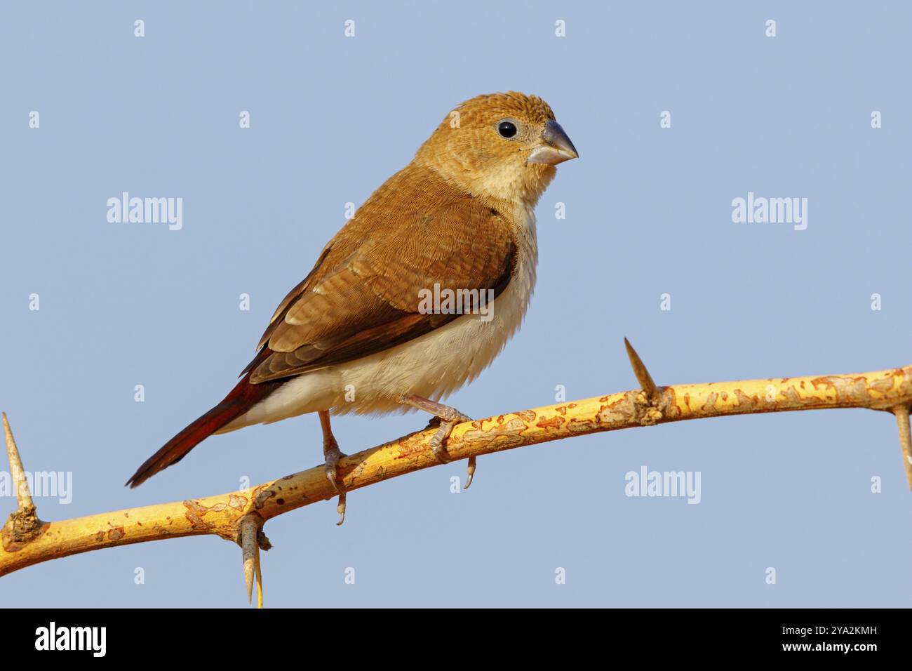 Becco d'argento africano, becco d'argento, fagiano d'argento, uccello fidato, uccello ornamentale in Europa, famiglia di fringuelli, (Euodice), (Lonchura cantans), arbusto Foto Stock