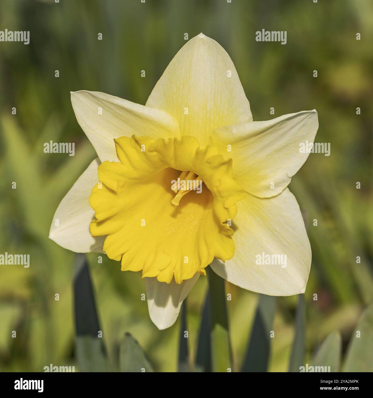 Un fiore narciso con petali gialli pallidi e una tromba o corona gialla più scura in primavera Un fiore di narcisi o Narcissi in fiore, con giallo pallido Foto Stock