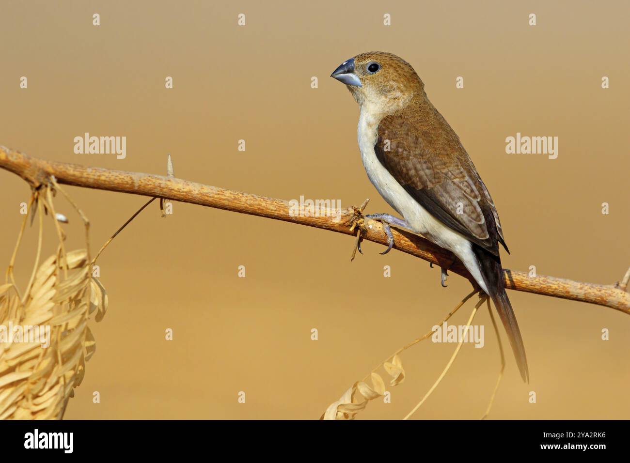 Becco d'argento africano, becco d'argento, fagiano d'argento, uccello fidato, uccello ornamentale in Europa, famiglia di fringuelli, (Euodice), (Lonchura cantans), arbusto Foto Stock