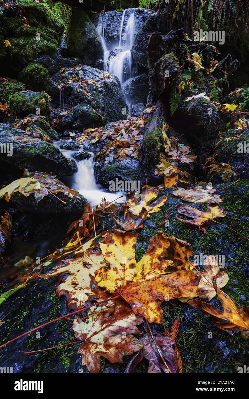 Una piccola cascata scorre intorno alle foglie d'acero cadute nella foresta della California settentrionale Foto Stock