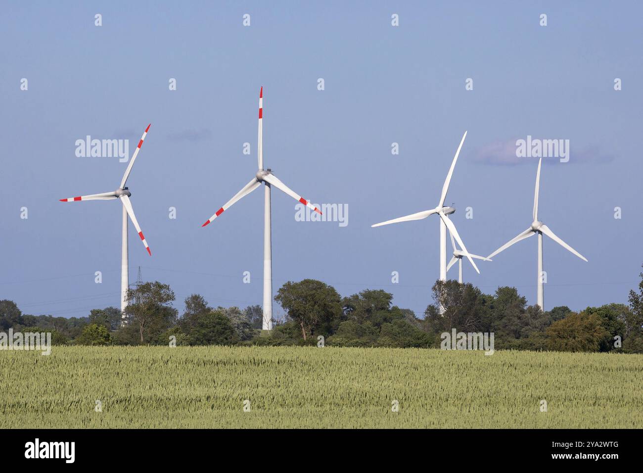 Turbine eoliche di fronte a un cielo blu vicino a Gremersdorf, Schleswig-Holstein. Con campo di grano. Turbine eoliche o turbine eoliche vicino a Gremersdorf, Schleswig- Foto Stock