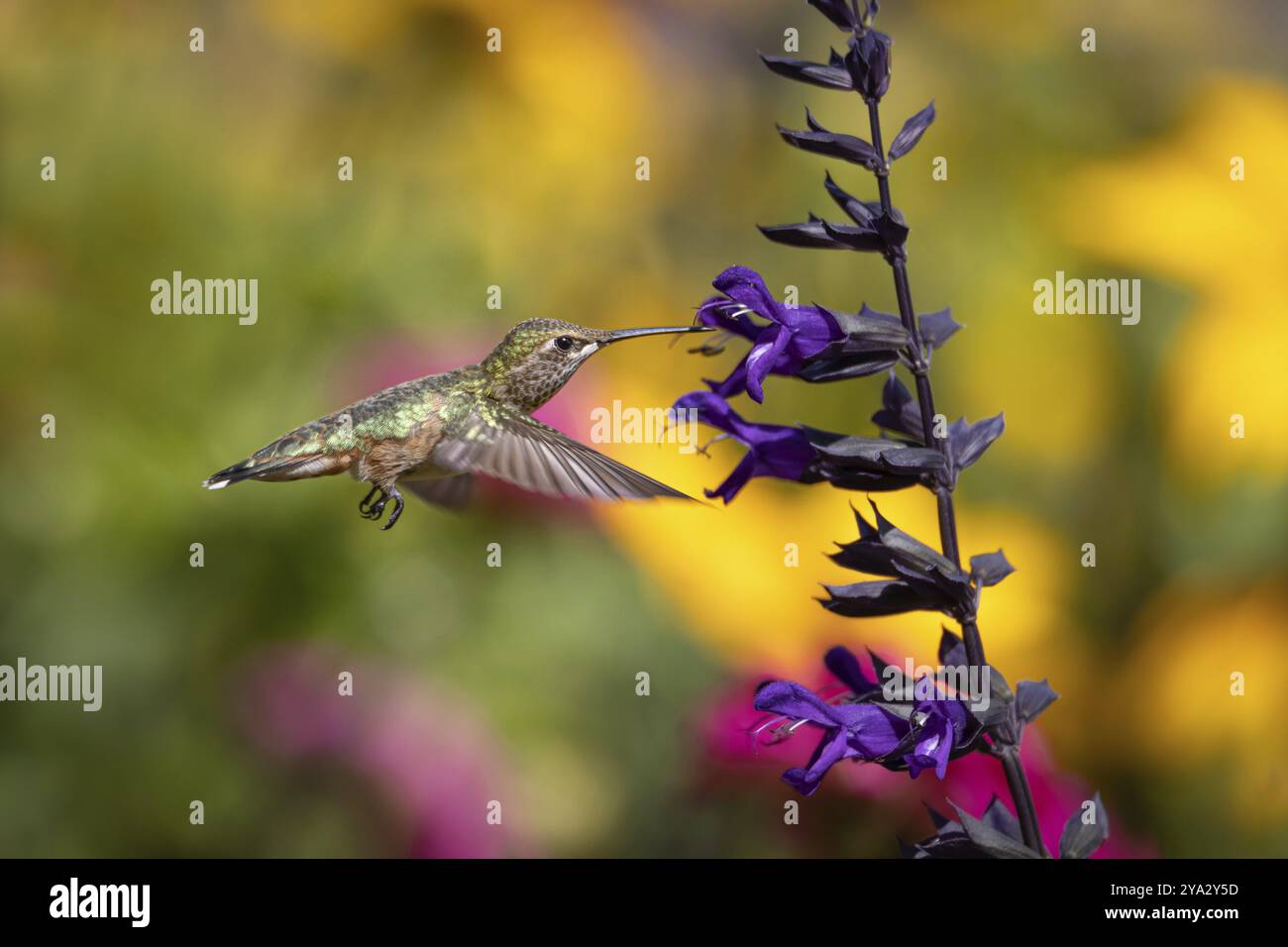 Un colibrì ha un pranzo veloce Foto Stock