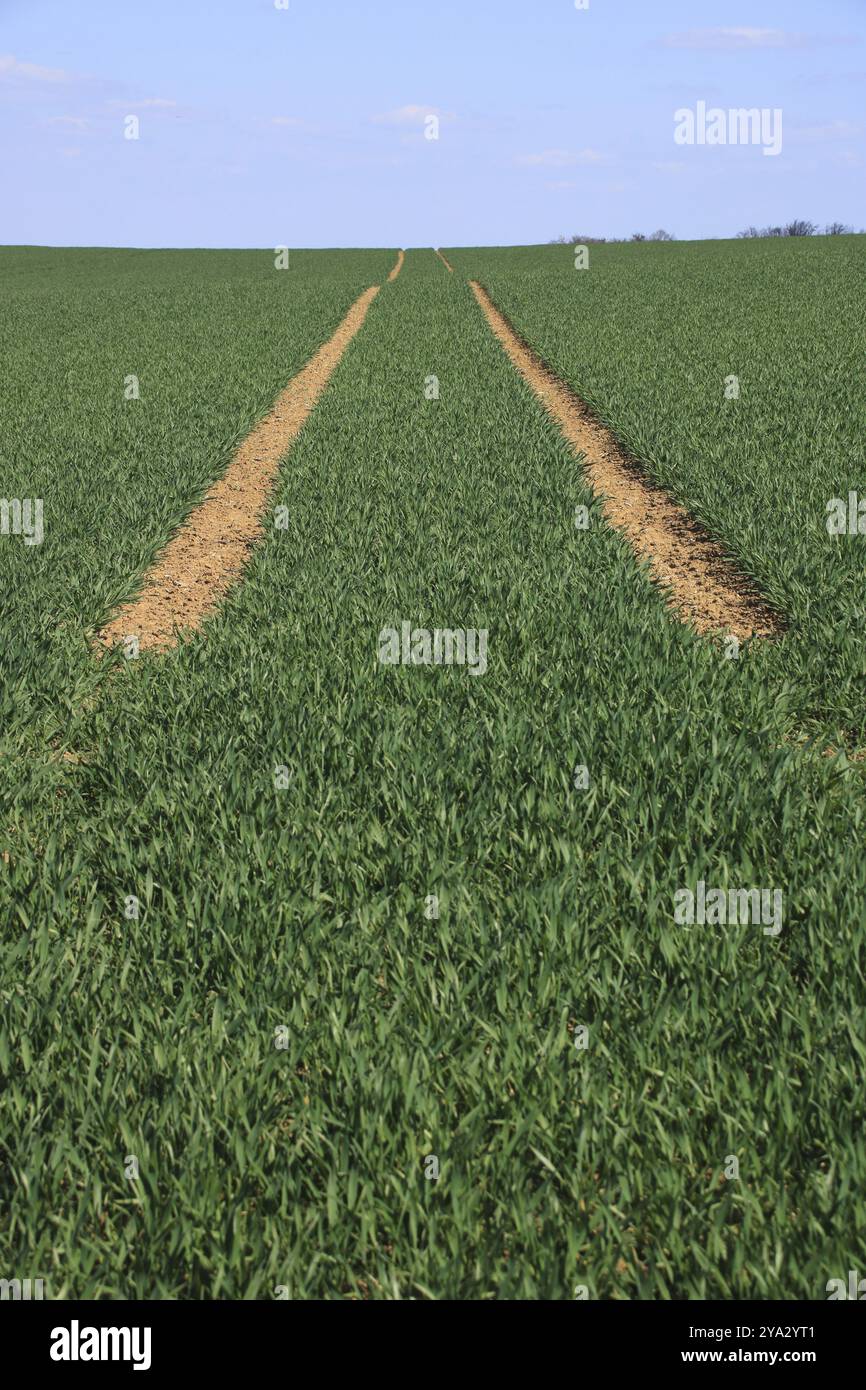 Le tracce su un campo convergono all'orizzonte Foto Stock