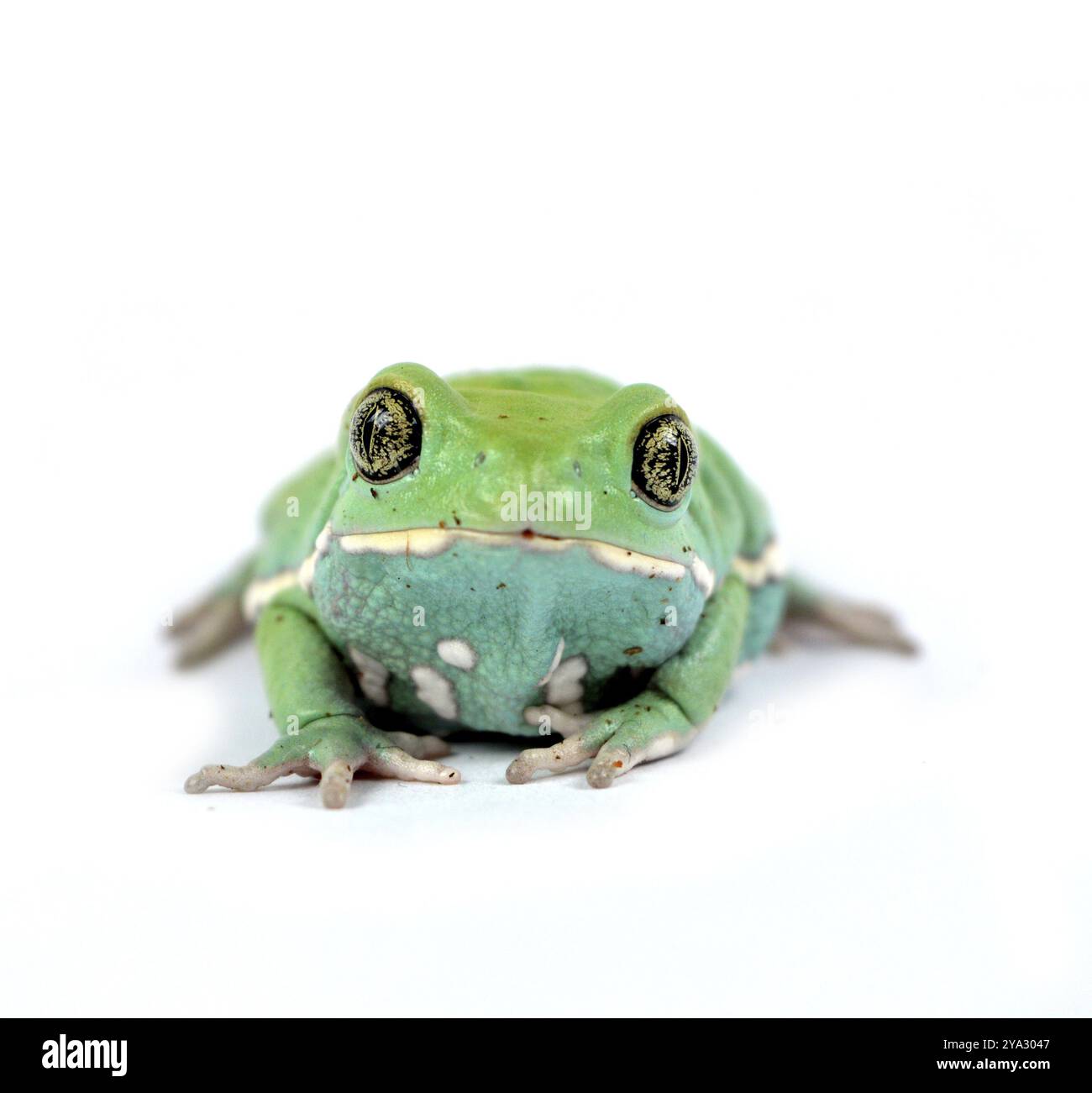 Rana scimmia cerosa Foto Stock