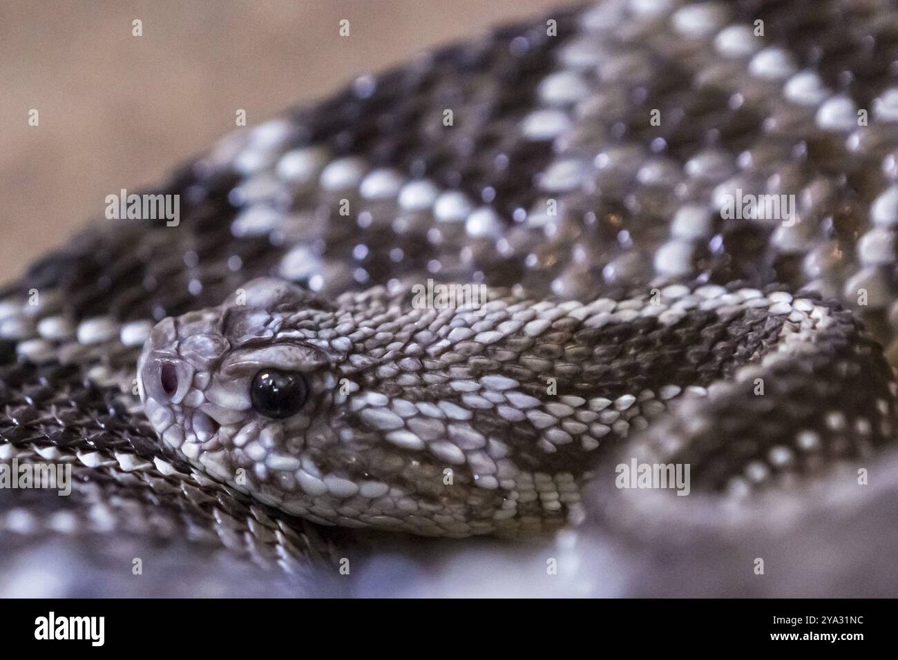 Rattlesnake, Crotalus atrox. WESTERN Diamondback. Serpente pericoloso Foto Stock