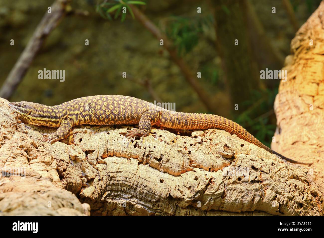 Una lucertola che prende il sole su un pezzo di legno in un ambiente naturale, lucertola a coda spinosa (Varanus acanthurus), Origin Australia, Basel Zoo, Canton Foto Stock