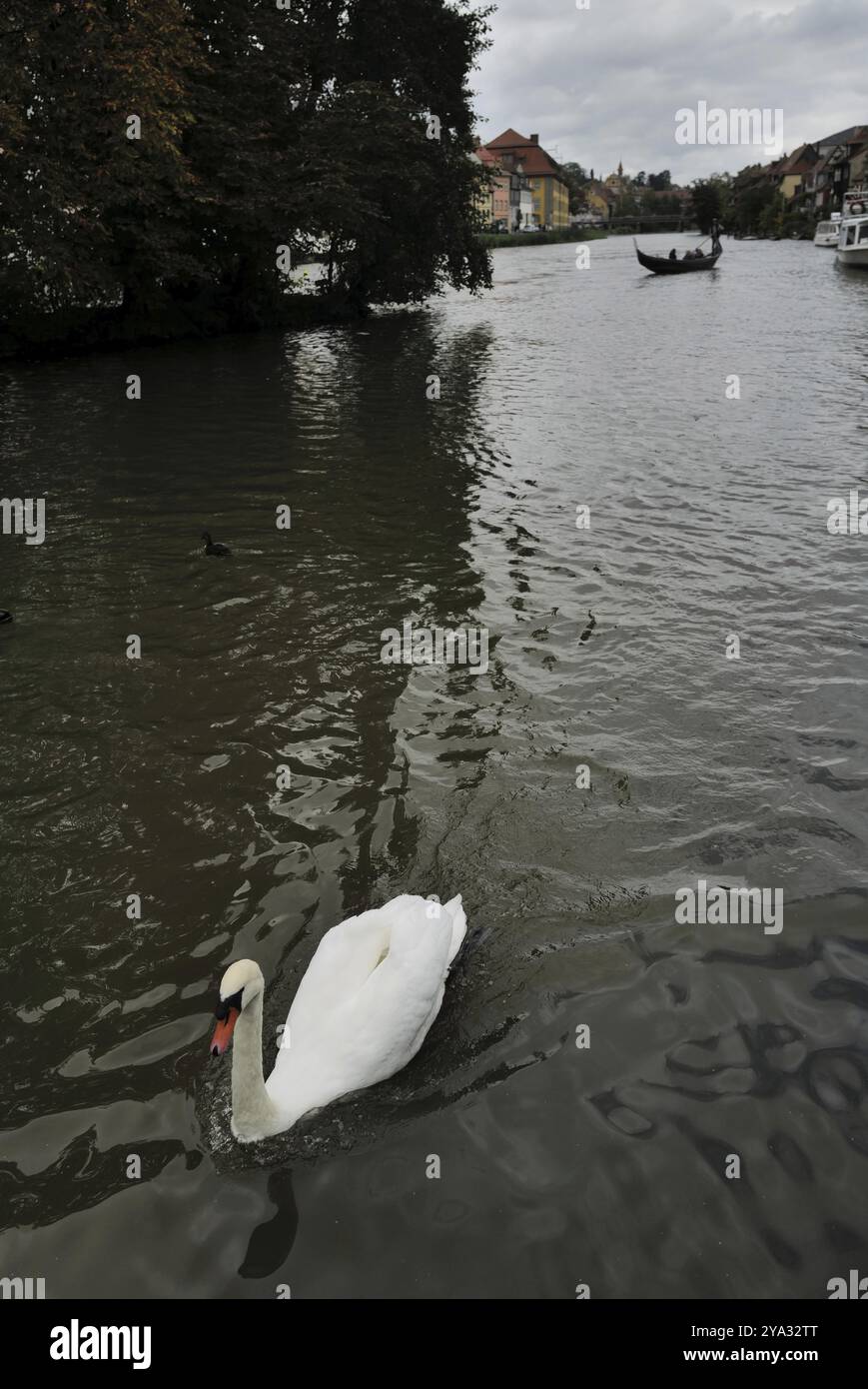 Un cigno scivola lungo il fiume Regnitz in una piacevole giornata in Franconia mentre un barcaiolo porta la gente in gita. Bamberga, Germania, Europa Foto Stock