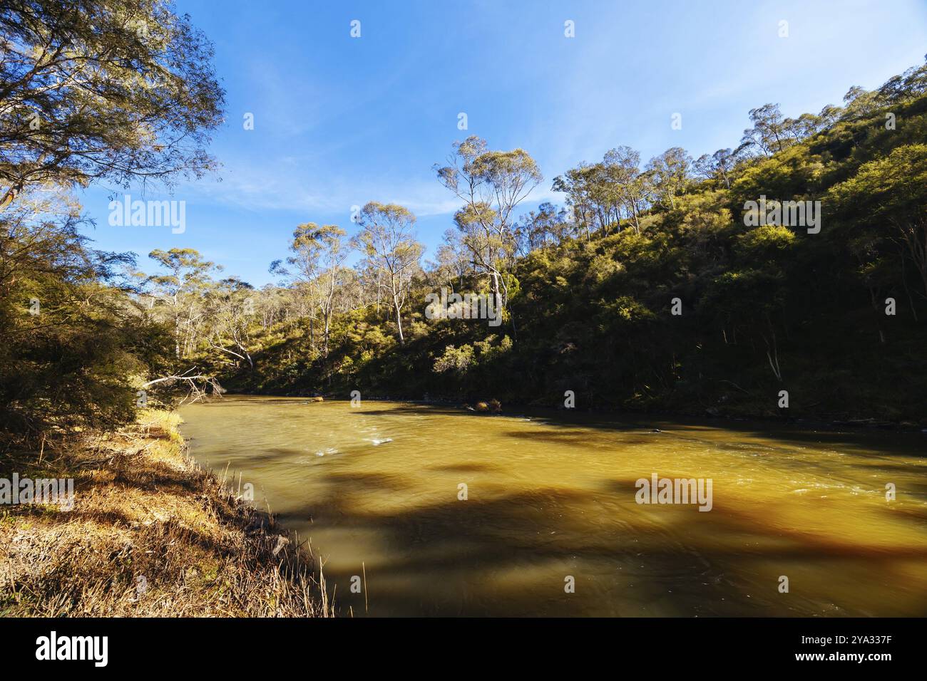 Blue Tongue Bend passeggia lungo il fiume Yarra come parte del Warrandyte State Park in una calda giornata invernale a Warrandyte, Victoria, Australia, Oceania Foto Stock