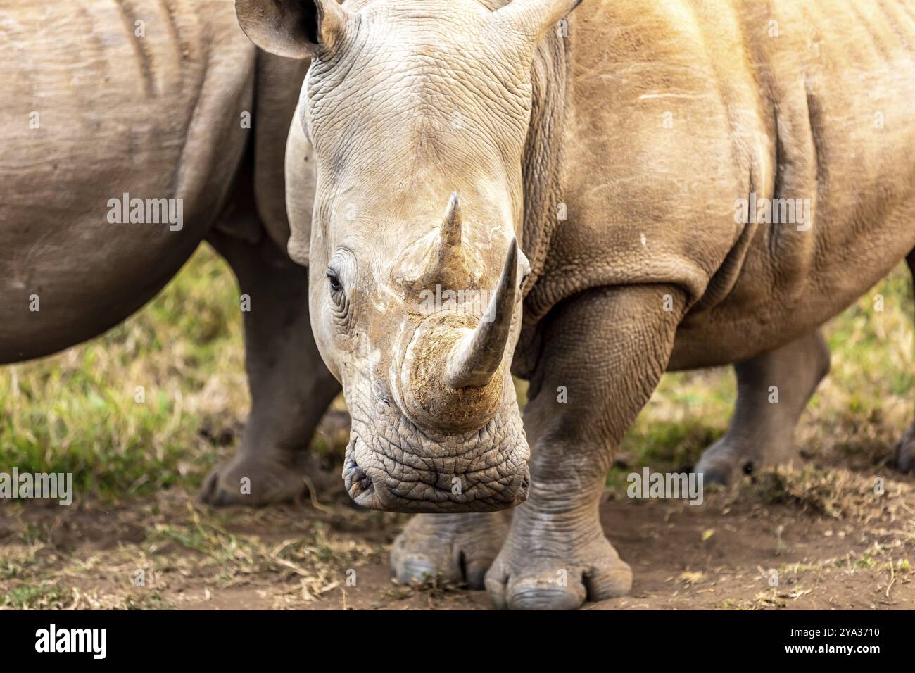 Il rinoceronte bianco o rinoceronte dalle labbra quadrate è la più grande specie di rinoceronte esistente. Sudafrica e Swaziland Foto Stock