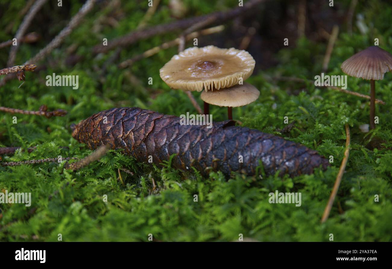 Nano di chiodi di garofano (marasmius oreades) di fronte a un cono di pino Foto Stock