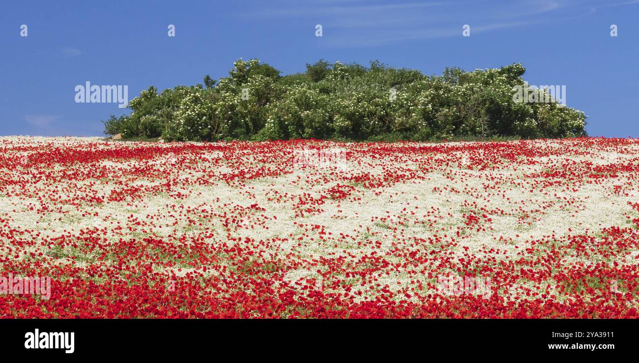 Campo di papavero con papaveri rossi (Papaver rhoeas) e camomilla tedesca (Matricaria chamomilla) vicino a Heiligenhafen nello Schleswig-Holstein, Germania. Nella b Foto Stock