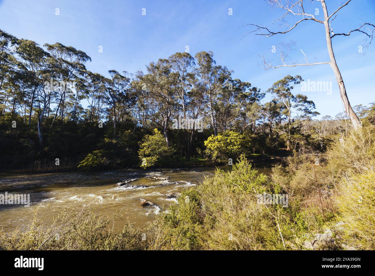 Blue Tongue Bend passeggia lungo il fiume Yarra come parte del Warrandyte State Park in una calda giornata invernale a Warrandyte, Victoria, Australia, Oceania Foto Stock