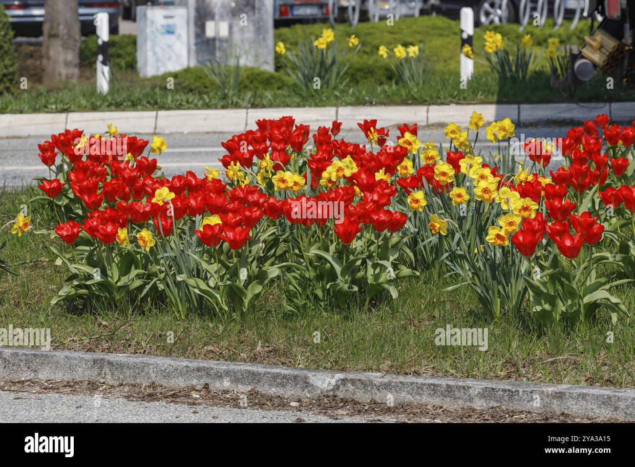 Tulipani rossi e narcisi gialli in primavera su un'isola di traffico ad Ahrensburg, Schleswig-Holstein tulipani rossi e narcisi gialli o narcisi, primavera fl Foto Stock