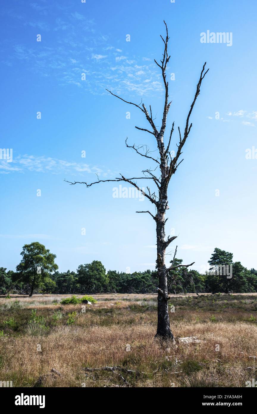 Erica e alberi contro il cielo blu al parco nazionale Veluwe, Paesi Bassi, Europa Foto Stock